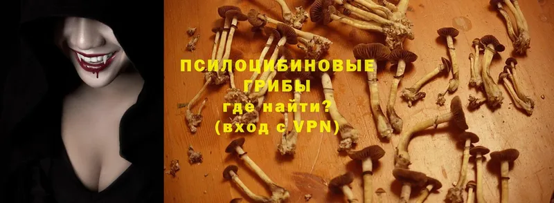 Галлюциногенные грибы Psilocybine cubensis  Кудрово 