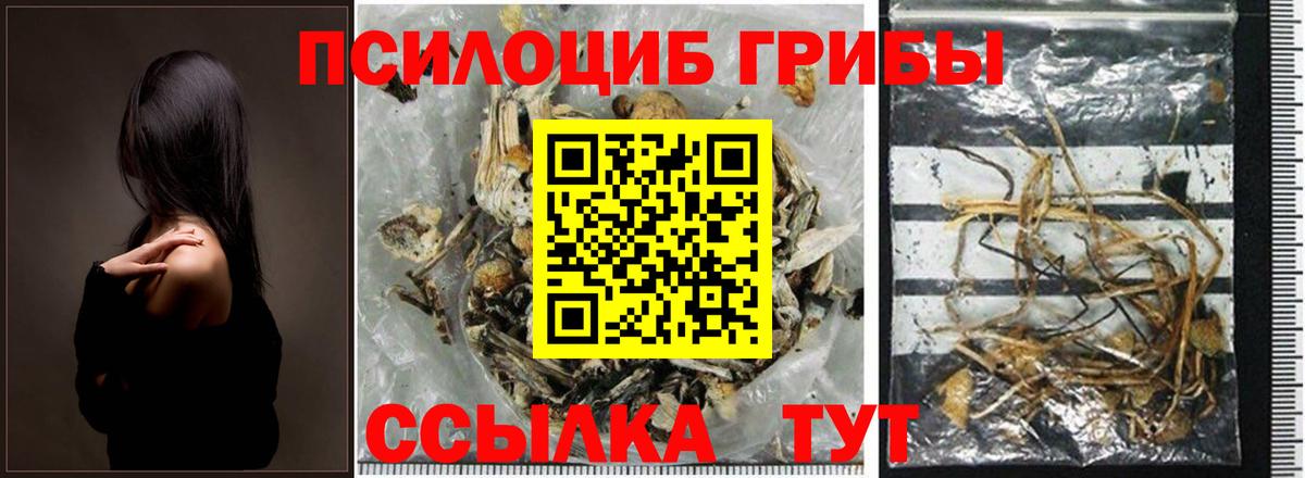 Псилоцибиновые грибы Psilocybine cubensis Кудрово